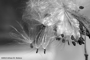 16th Oct 2013 - Nature's Parachutes