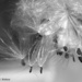 Nature's Parachutes by falcon11