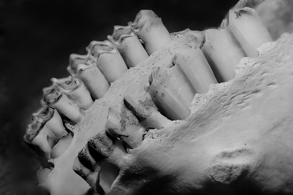 Teeth and Bone by gamelee