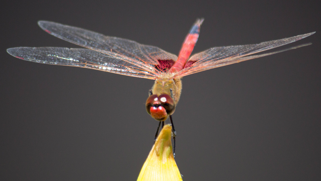 Red dragonfly by goosemanning