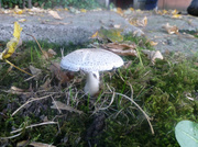 16th Oct 2013 - Mushroom