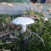 Mushroom by stephomy