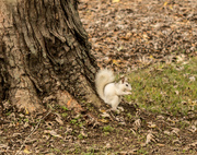 16th Oct 2013 - White Squirrel