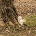 White Squirrel by cdonohoue
