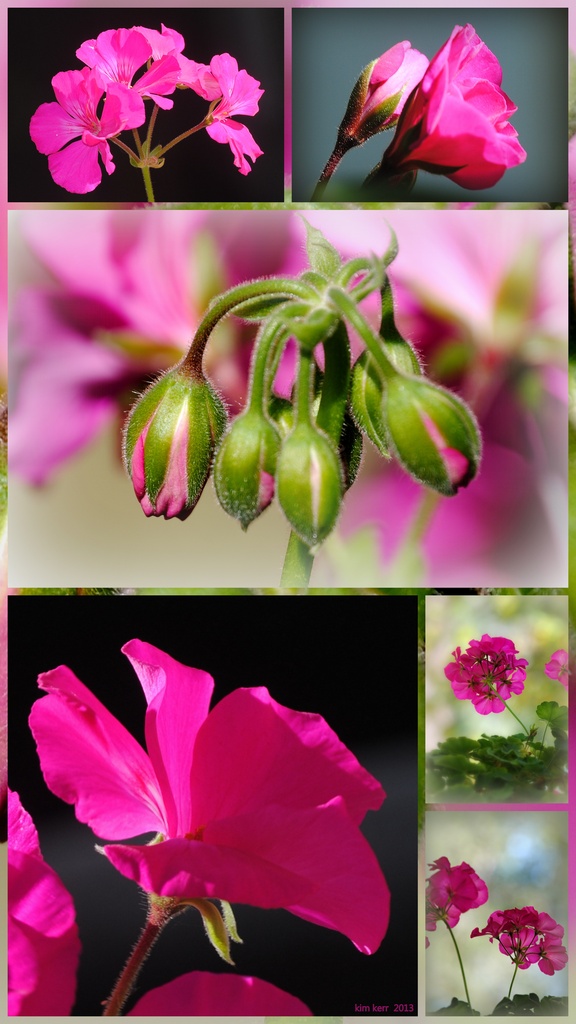 Buds and Blooms by genealogygenie