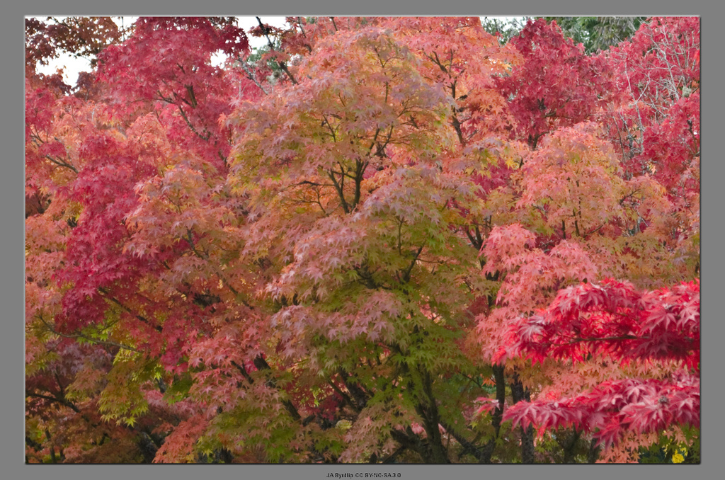 Fall Colours by byrdlip