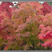 Fall Colours by byrdlip