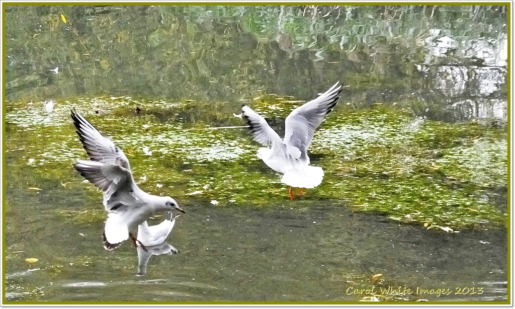 Gulls In Flight by carolmw