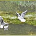 Gulls In Flight by carolmw