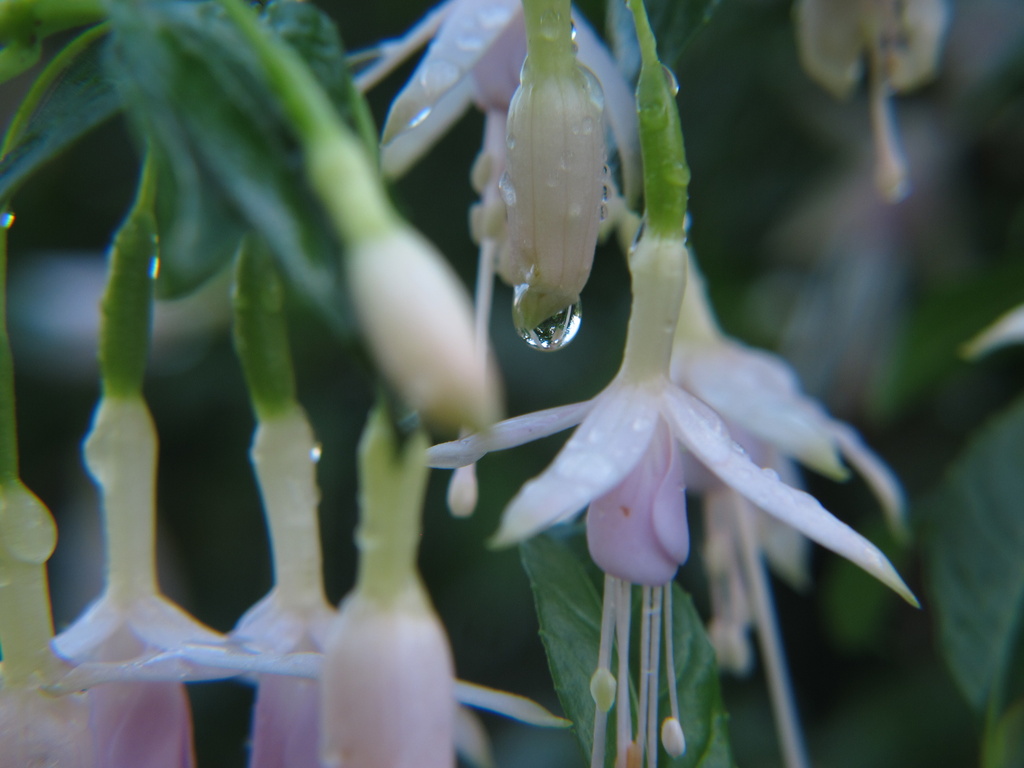 Fuchsia droplets by alia_801