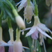 Fuchsia droplets by alia_801