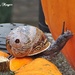 One Small Step for Snail - One Giant Leap for Snail-kind. by ladymagpie