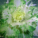 Ornamental Cabbage by tonygig