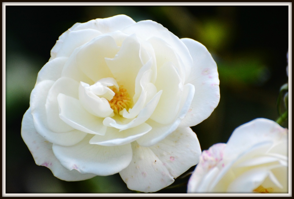 White rose by rosiekind