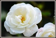 17th Oct 2013 - White rose