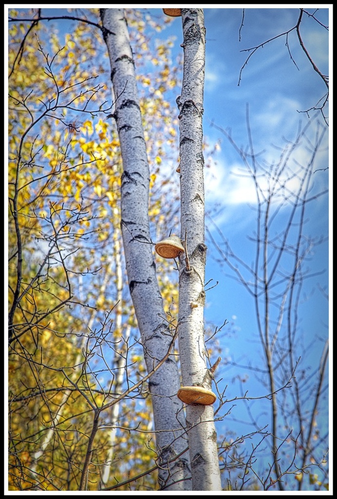Tree Mushrooms? by gardencat