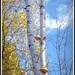 Tree Mushrooms? by gardencat