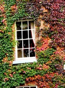 17th Oct 2013 - Mytton and Merrmaid window
