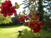 16th Oct 2013 - Honeysuckle berries ....