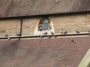 17th Oct 2013 - Pigeon party