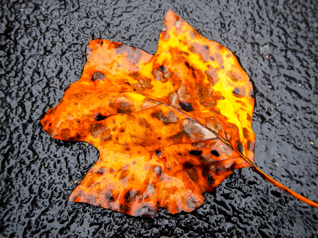  Fall Leaf by kathyladley