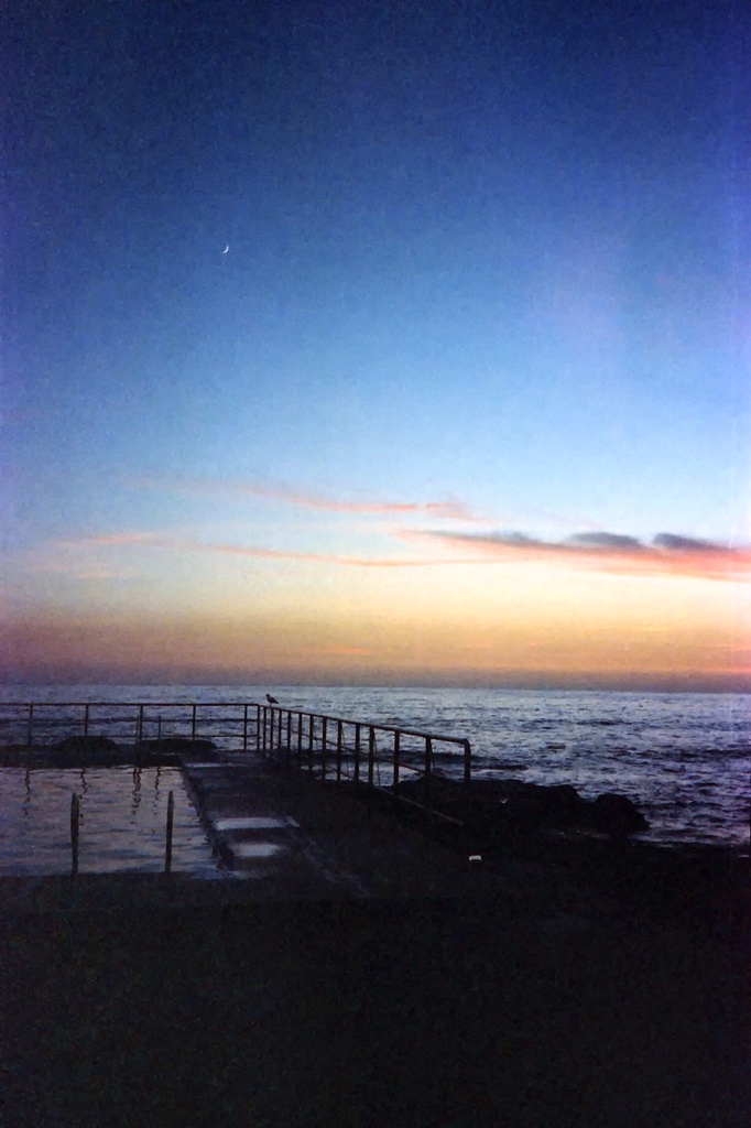 Gull and crescent moon by peterdegraaff