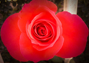 16th Oct 2013 - (Day 245) - Magenta Rose