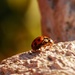  Lady Bug by farmreporter