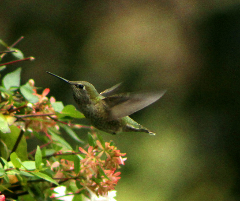 Hummingbird by nanderson