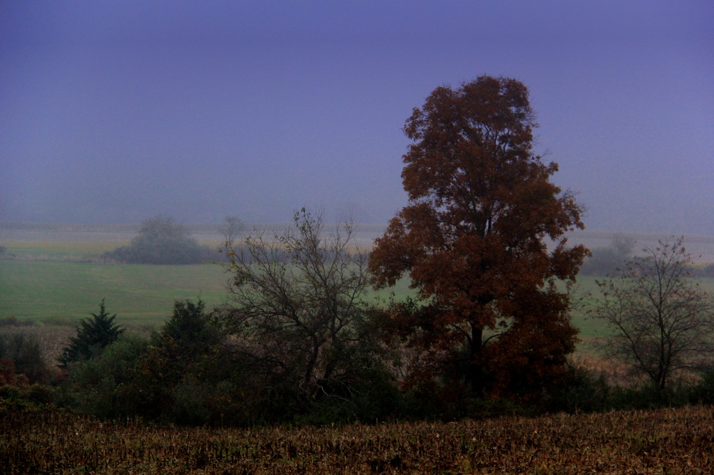 Autumn On A Foggy Morning by digitalrn
