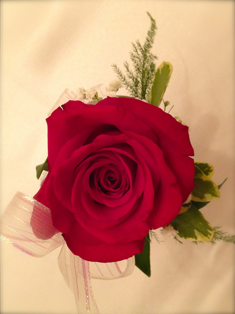 Boutonniere Rose by rosiekerr