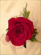 17th Oct 2013 - Boutonniere Rose