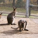 A Trip To The Zoo......A Glimpse Down Under by bkbinthecity