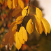 Autumnal Cherry Leaves by netkonnexion