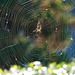 Bokeh Spider by vickisfotos
