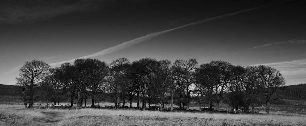 Deer thicket Bradgate Park by seanoneill