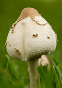 18th Oct 2013 - Mushroom