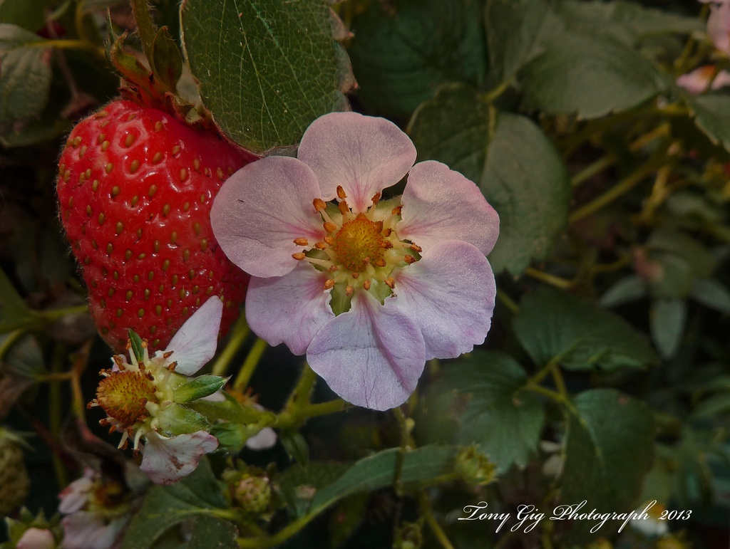 Strawberry by tonygig