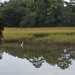 Marsh scene, Charleston, SC by congaree