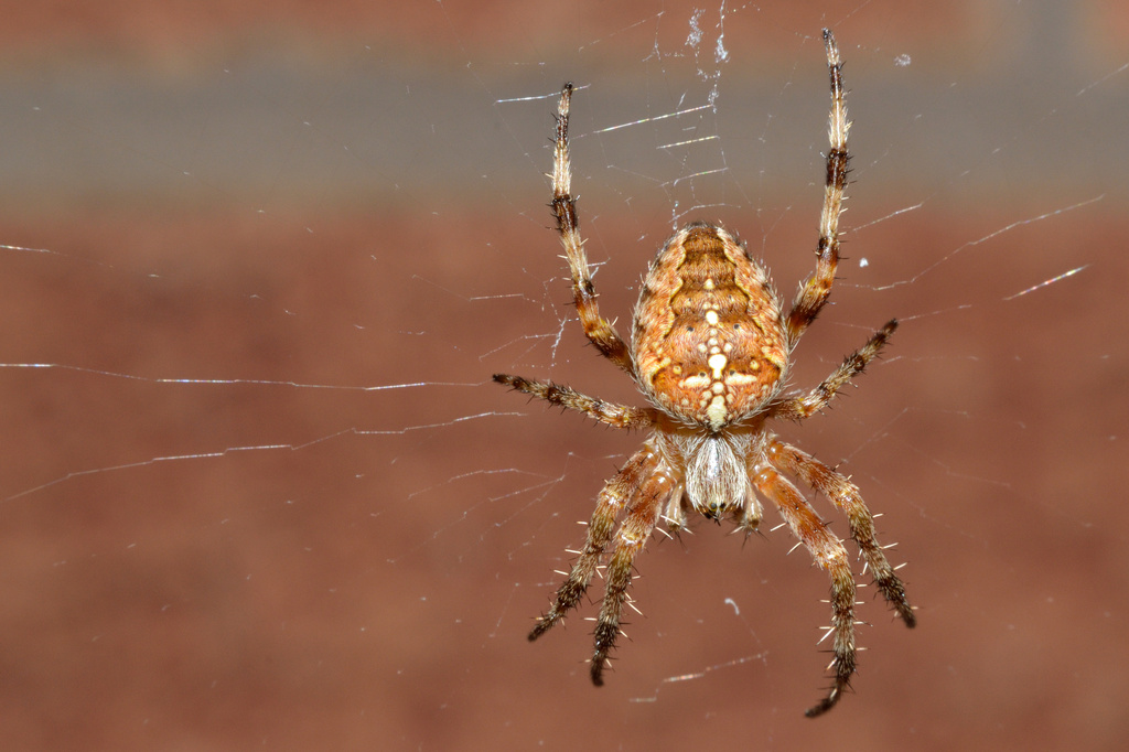 Spider by richardcreese