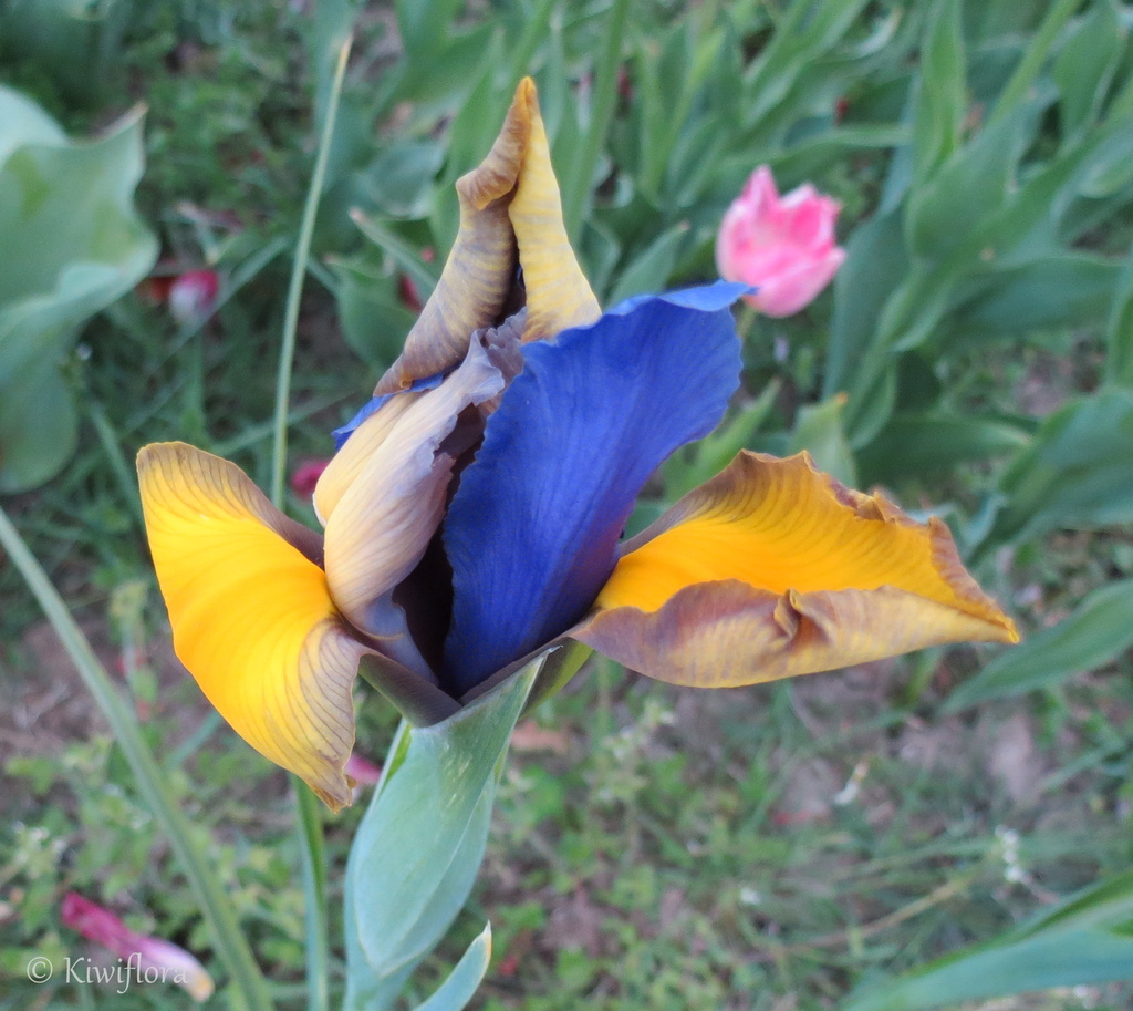 Dutch Iris 'Miss Saigon' by kiwiflora