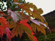 18th Oct 2013 - Autumn Leaves