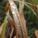 Crystal Raindrops by plainjaneandnononsense
