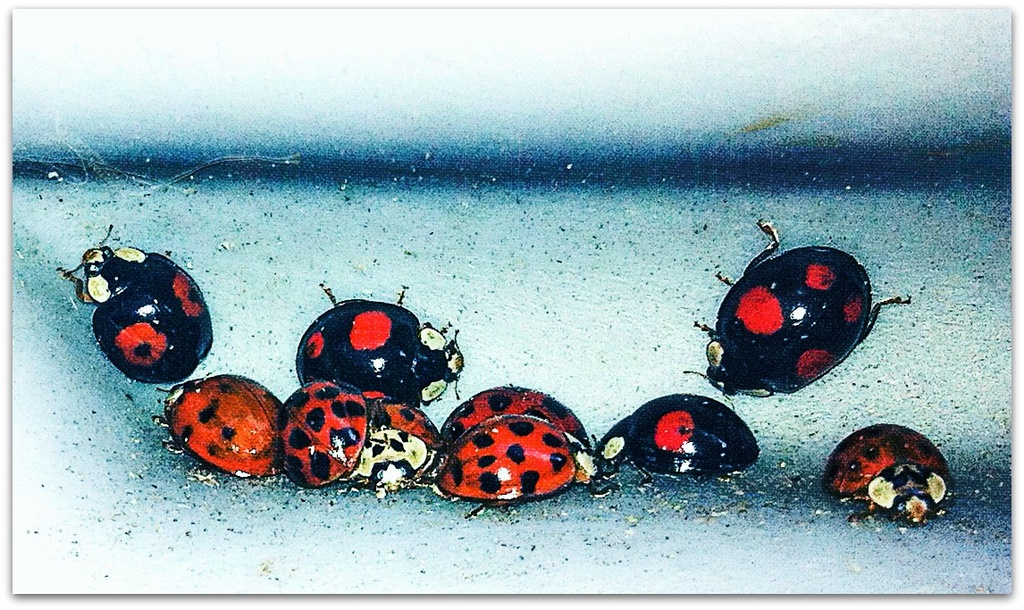 a loveliness of ladybirds by jantan