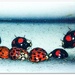 a loveliness of ladybirds by jantan