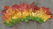 18th Oct 2013 - Rainbow Leaves
