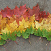 Rainbow Leaves by julie