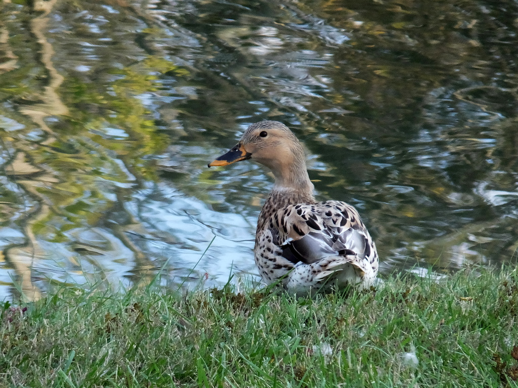 Duck Again by linnypinny