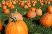 18th Oct 2013 - Pumpkins