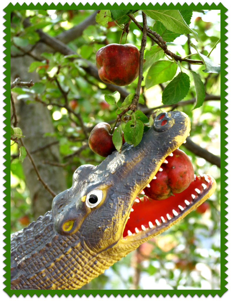 Croctober:  Apple Pickin' Time by juliedduncan